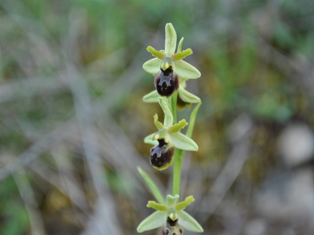 (Italiano) Orchidea Selvaggia