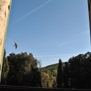 Rondini che sbagliano casa…