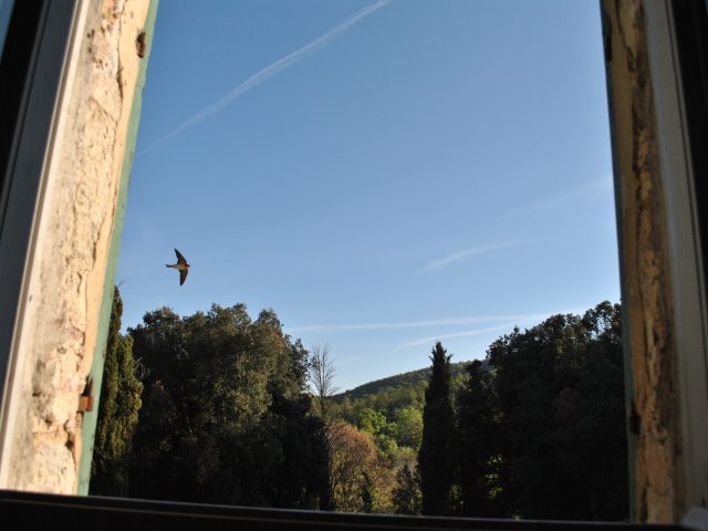 Rondini che sbagliano casa…