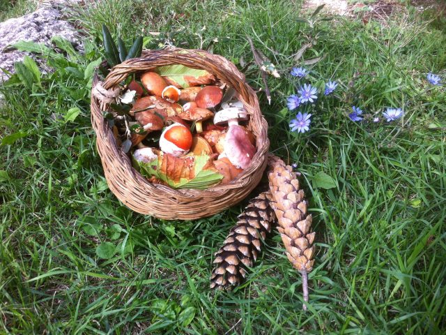 Resoconto della raccolta di oggi