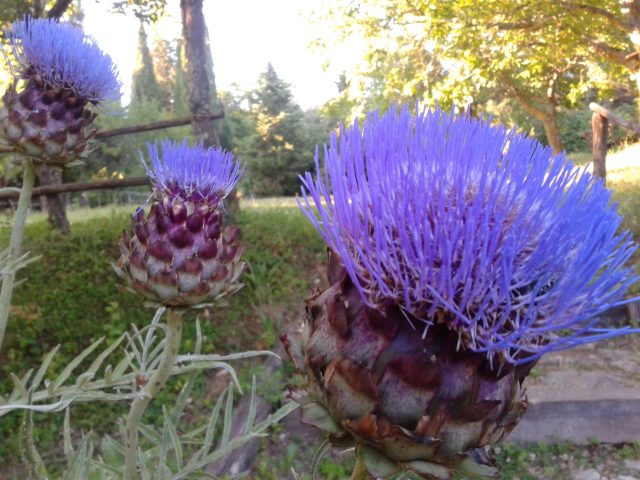 Le cose più strane fioriscono dalle parti della piscina