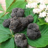 (Italiano) Tartufi & Tartufi