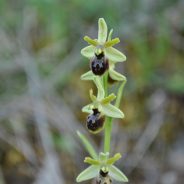 Orchidea Selvaggia