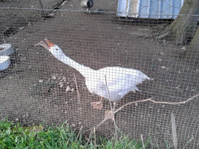 Notizie da Borgo Spante…  Cani & Oche!