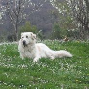 Orso… Pasqua con i tuoi!