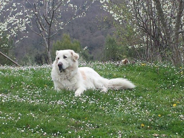 (Italiano) Orso… Pasqua con i tuoi!