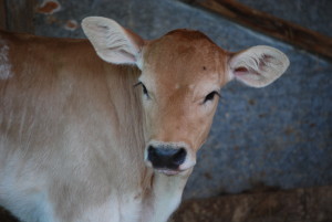 La piccola grande Iside Jr