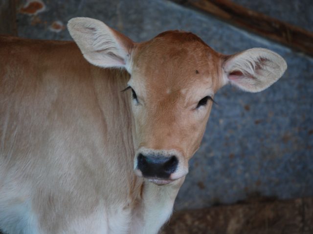 (Italiano) Amiche da tre generazioni
