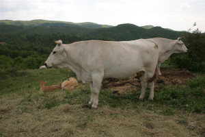 Iside la Maga e Cibele la Madre proteggono le vitelline