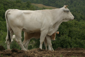 Luna, la guerriera, con Ecate