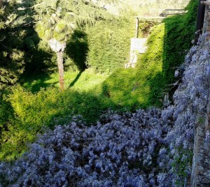 Il glicine del Giardino di Mezzogiorno