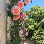 Le rose e altri fiori di Spante