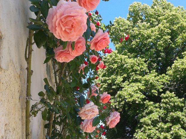 THE ROSES AND OTHER FLOWERS OF SPANTE