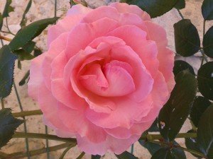 Delicata perfezione...