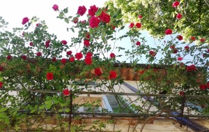 sempre le rose di Nonna Maria