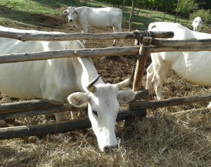 Nisa la bella con le corna a lira