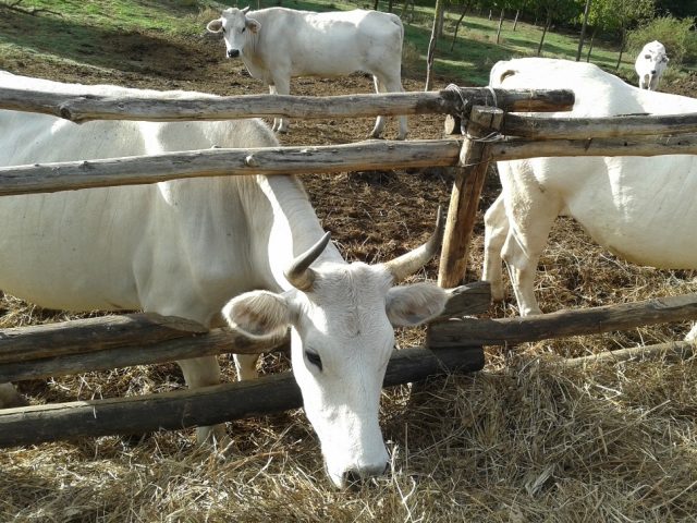 SOS DAGDA – EMERGENCY AID AT BORGO SPANTE