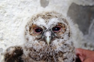 Caduta da una nuvola