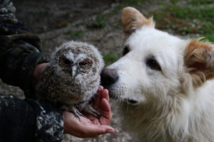 Incontri Ravvicinati