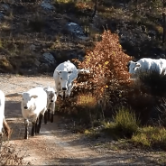 Trasferendo le vacche a Nervano…