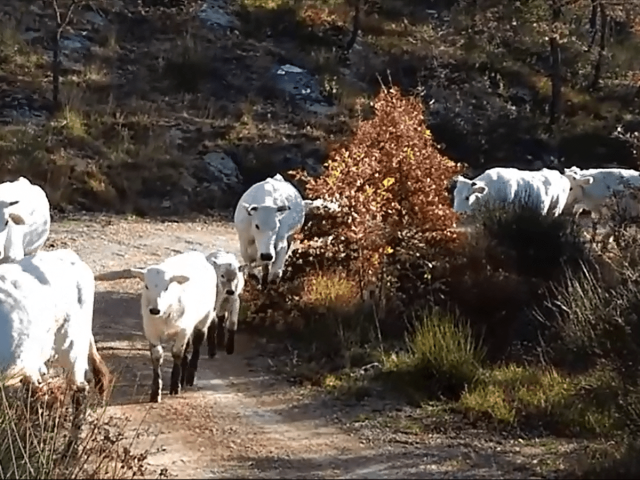 Trasferendo le vacche a Nervano…