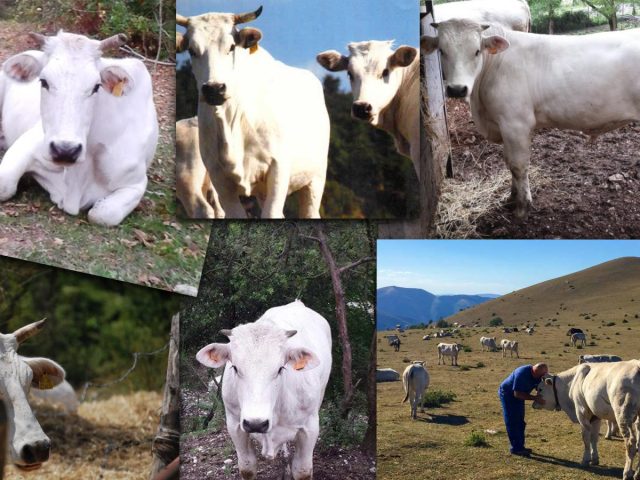 (Italiano) Shakti ed Egeo…