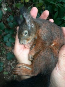 Scoiattolo della Majella